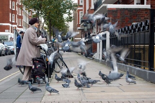 Photo 6x4 feeding the - 6x4, pigeons