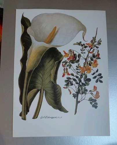 Botanical print arum - botanical, lily