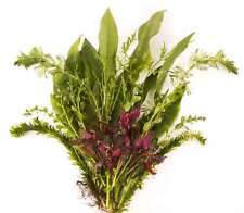 Live Aquarium Aquatic x 25 -