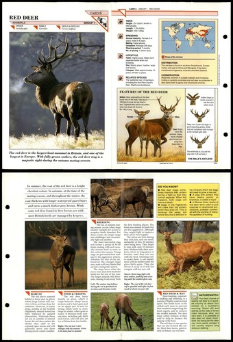Red deer mammals - red,