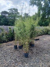 Fargesia Robusta CAMPBELL Bamboo 10L POTTED Plant Clumping bamboo 175cm tall