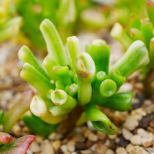Crassula Ovata Gollum Yellow