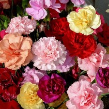 6 Carnation Dwarf VIENNA Mix |