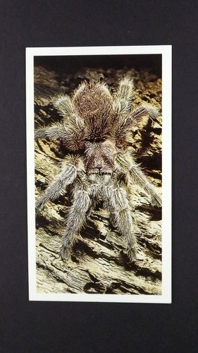 Grandee cigar card - x,
