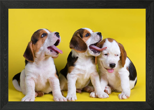 Beagles puppies framed - beagles,