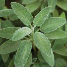 Herb Sage – Broad Leaved