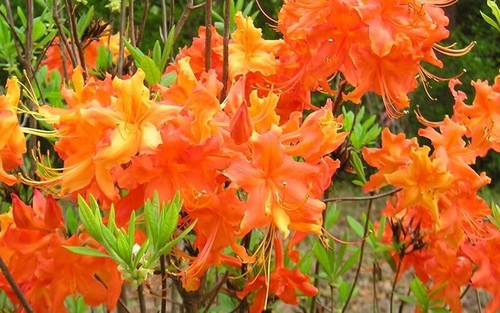 Frontier gold aromi azalea - frontier, gold~aromi