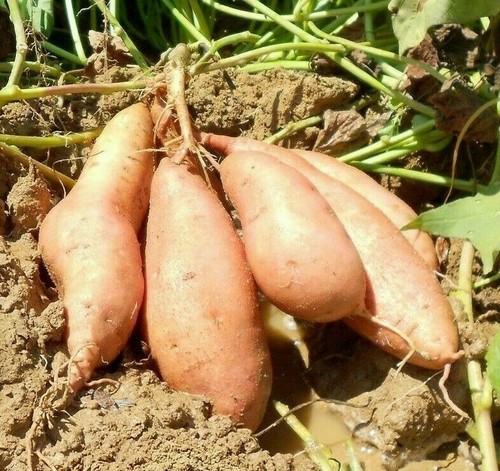 Organic farm peru orange - peru,