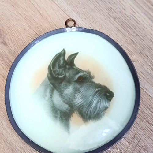 Schnauzer dog portrait - schnauzer,