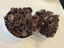 100 + Scots pine Cones Over 1