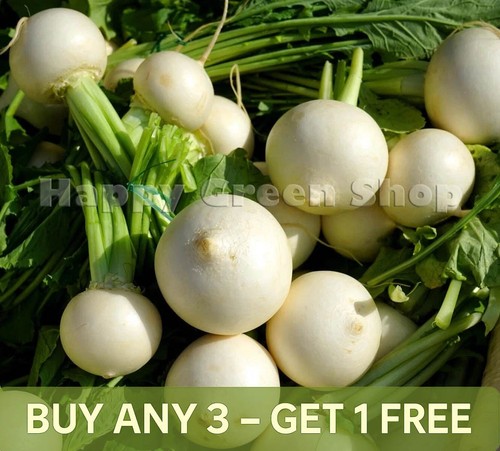 Vegetable turnip seeds - vegetable,