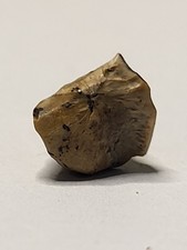 Edmontosaurus tooth hell - edmontosaurus,