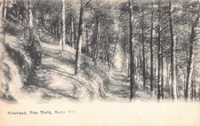 Minehead Pine Walk North Hill Somerset Unposted Postcard (11)