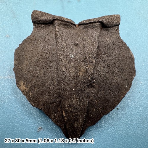 Small turtle nuchal scutes