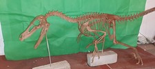 Velociraptor Skeleton