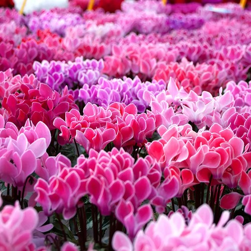 Cyclamen bisous mixed bedding - bisous,