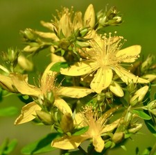 5,000x St Johns Wort Wild Hypericum Perforatum Seeds - Herb