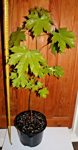 Norway maple acer - norway, platanoides