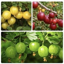Gooseberry Trio – 3L Plants