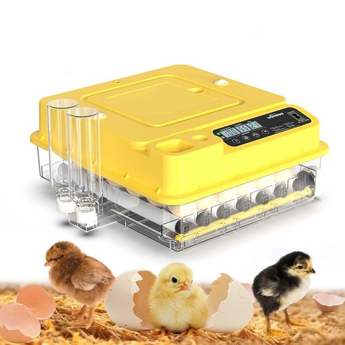 Eggs digital incubator - eggs,