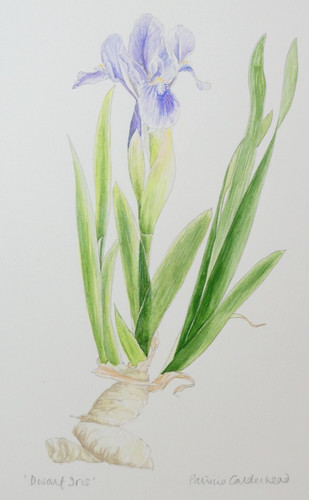 Watercolour botanical art - botanical,