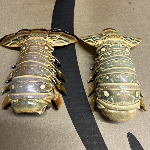 Twin maine lobster tail s - twin,