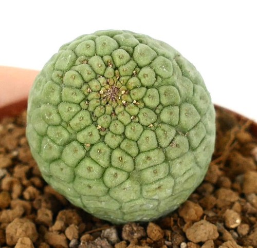 Larryleachia cactiformis syn - larryleachia,