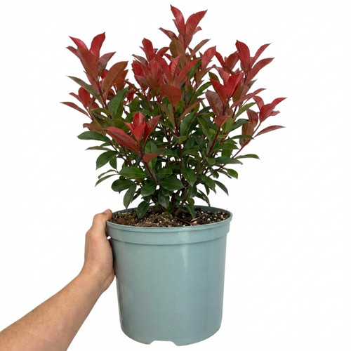 Photinia louise variegated red - variegated,