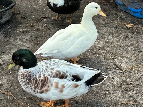 Dozen fertile call - 1, duck