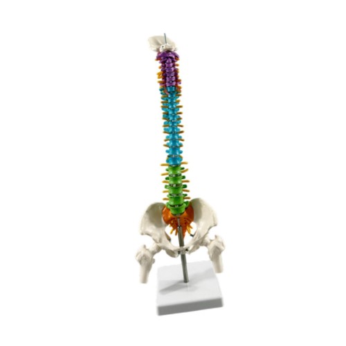Human spine model with stand - model,