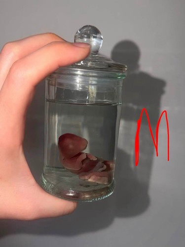 Preserved medium fetal rabbit - preserved,