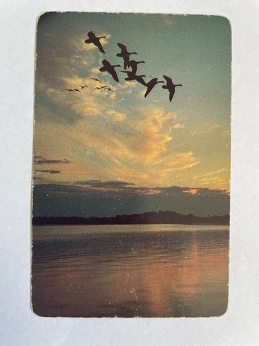 Flying ducks bird family - bird,