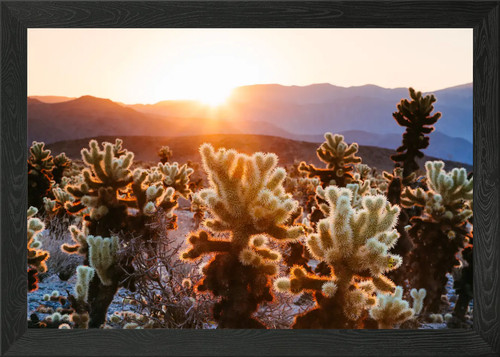 Cactus garden california - cactus,