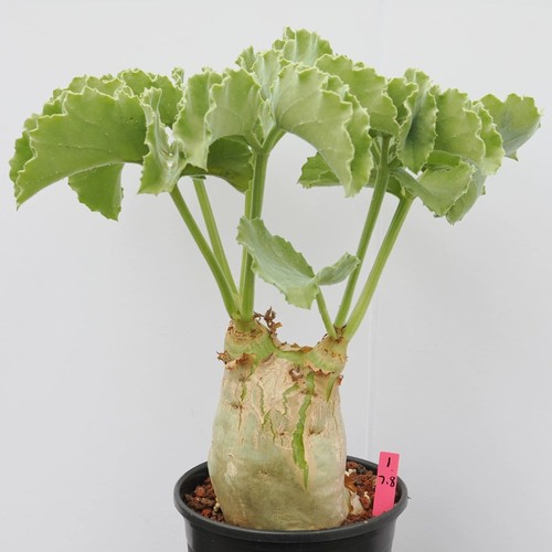 7cm succulent cactus plant - succulent,