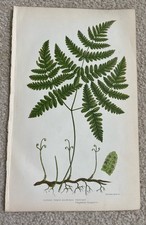 Three-Branched Polypody –
