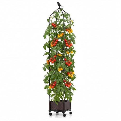 Self watering tomato - self-watering, cage