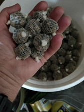 101 carp Bait Balls pva Mesh