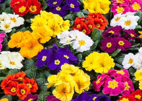 Primrose early mixed hardy - early,