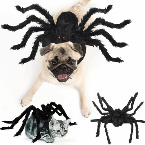 Halloween pet black spider - halloween,