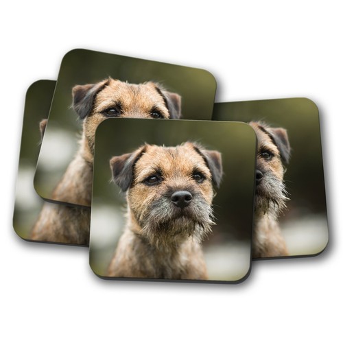 Set border terrier - 4,