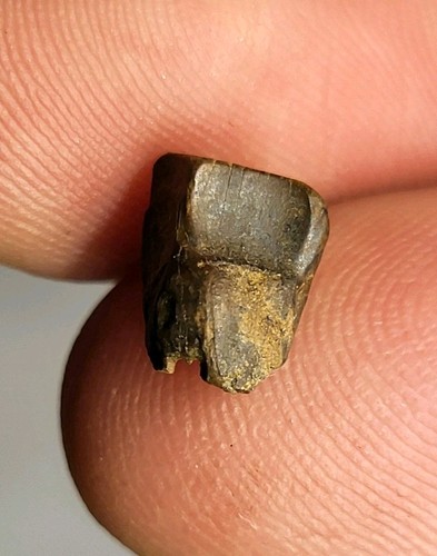 Triceratops tooth genuine - tooth,
