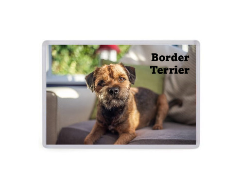 Border terrier dog - border,