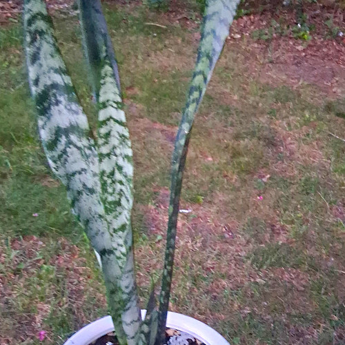 Snake plant sansevieria potted - snake,
