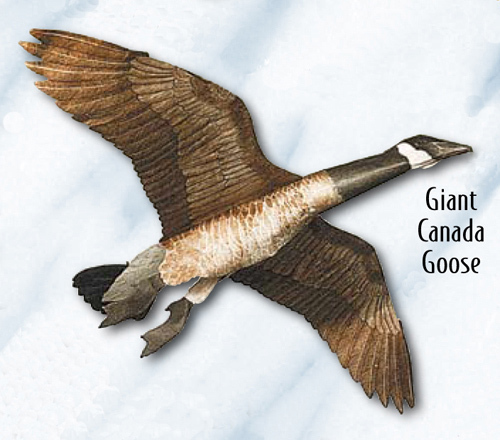 Jackite giant canada goose - giant,