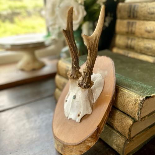 Vintage roe deer antlers - deer,