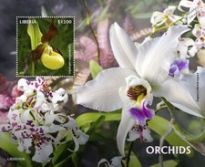 ORCHIDS / Orchid Wild Flowers