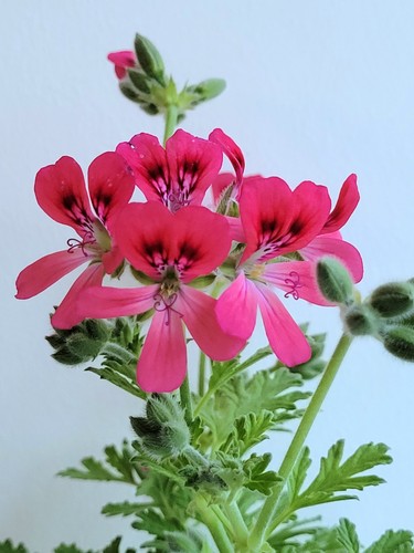Radula rosea scented - radula, –