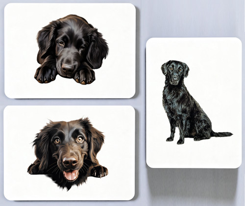 Flat coated retriever picture - coated,