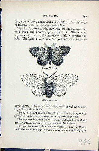 Original old antique print - original,