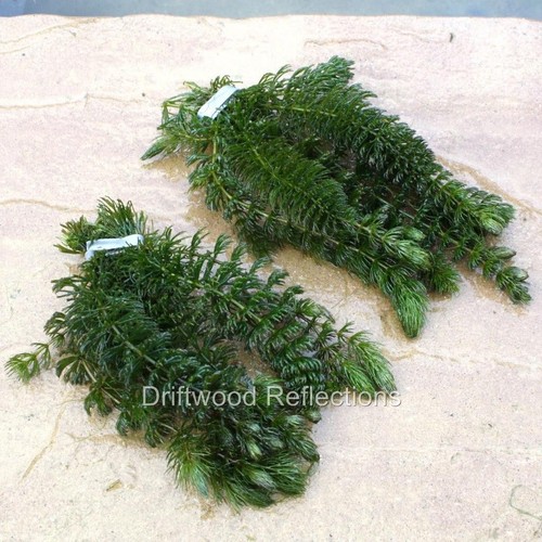 Bunches hornwort 12 - ~,
